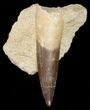 Large Plesiosaur Tooth In Matrix #11628-1
